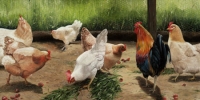 Backyard Birds