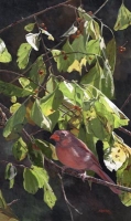 Bittersweet Cardinal II (Female) 