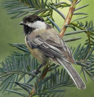 Chickadee