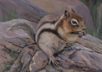 Chipmunk - Lake Louise, Canada