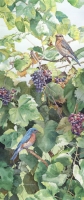 Vineyard Visitors
