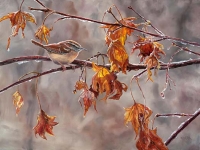 Winter Perch