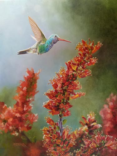 broad-billed_hummingbird_ocotillo_brendakidera_oil_10x8_large