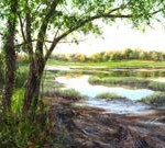 cape_marsh_thumb